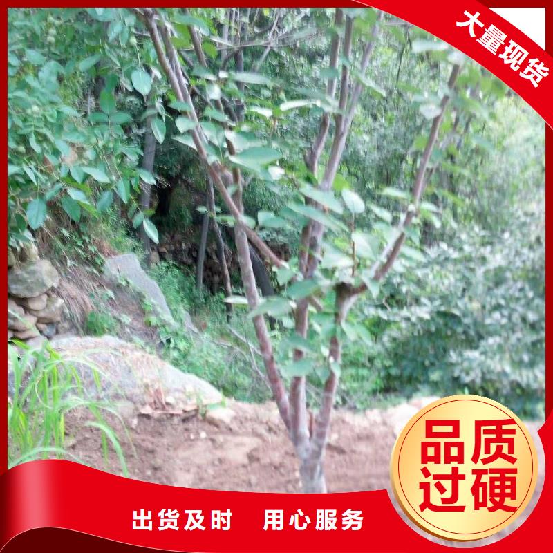 杏草莓苗工厂直供