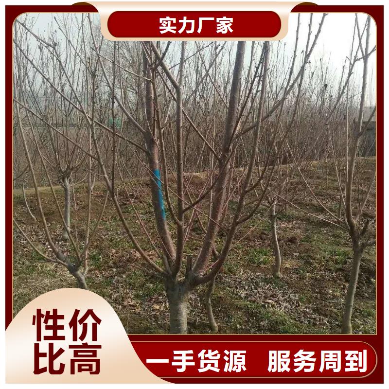 杏,北美冬青海量現(xiàn)貨