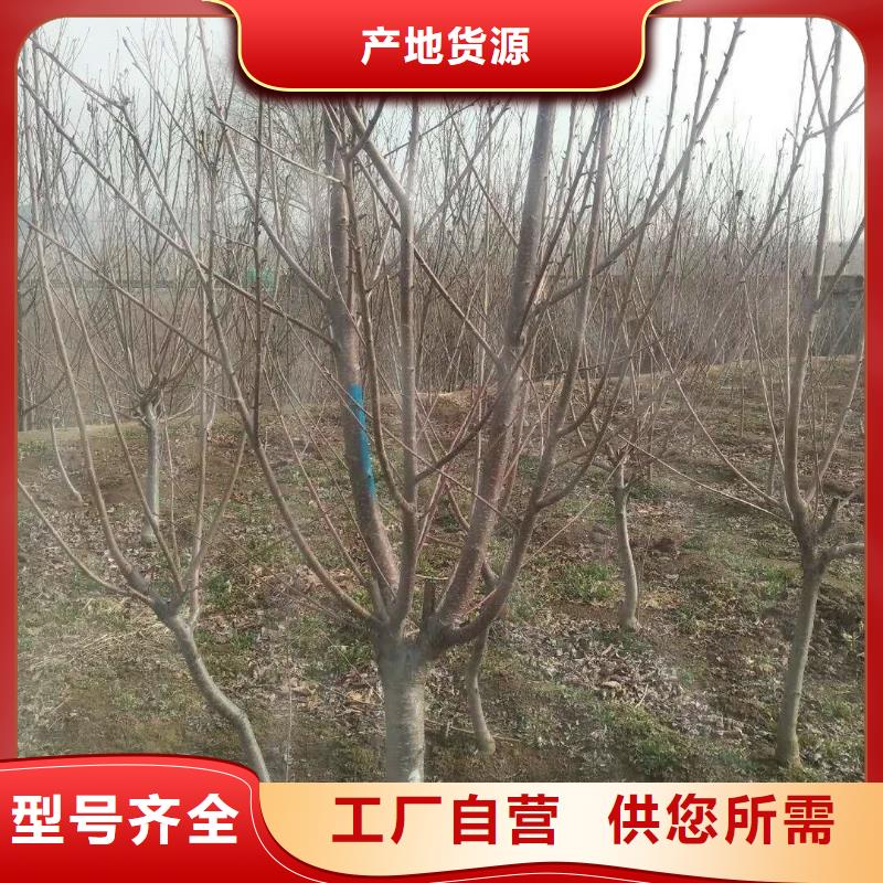 杏草莓苗工厂直供