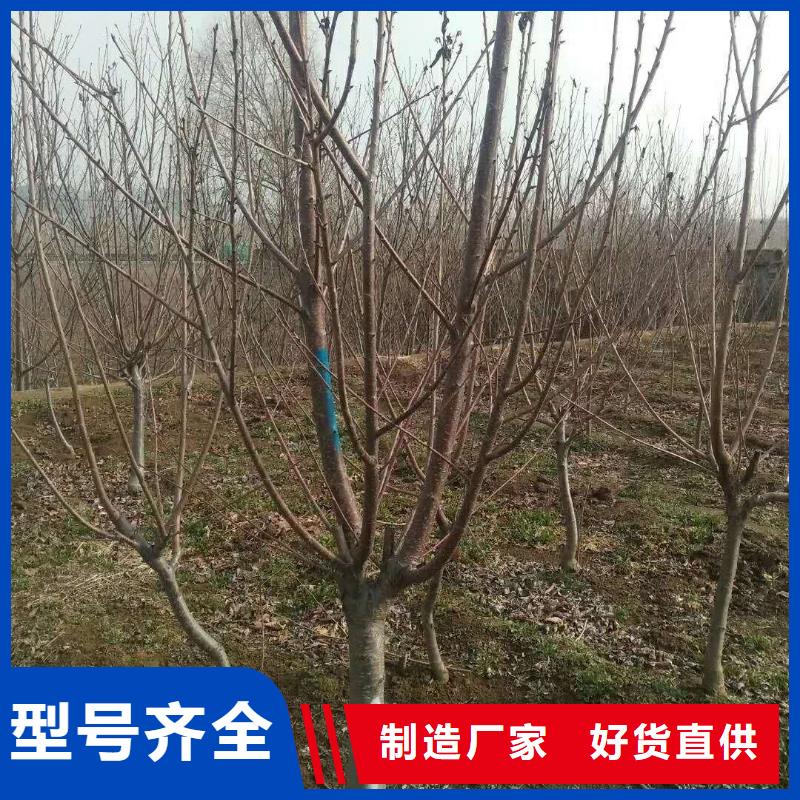杏桃树苗主推产品