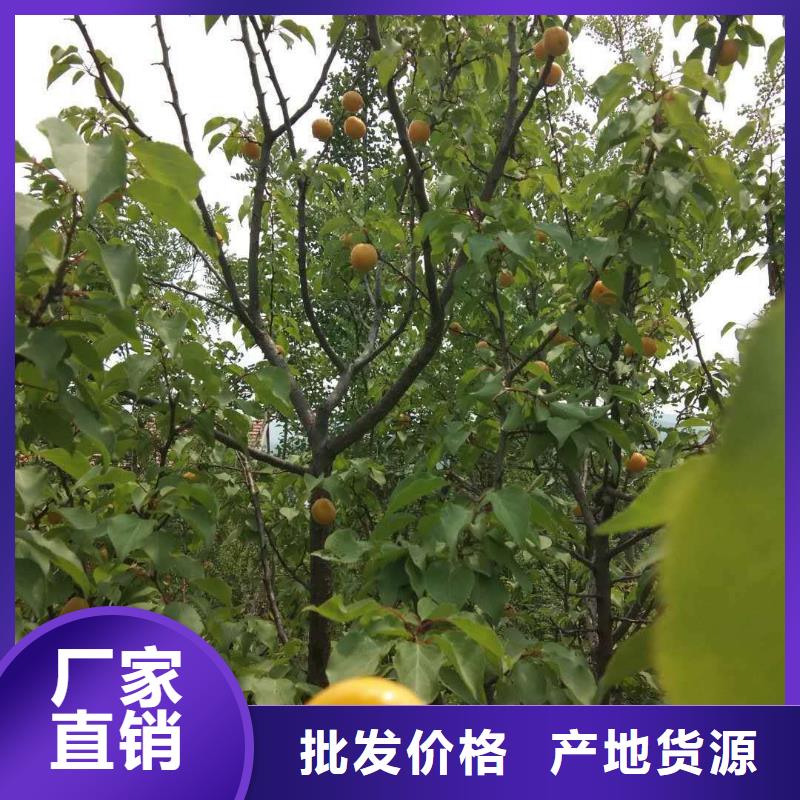 杏石榴樹出廠價