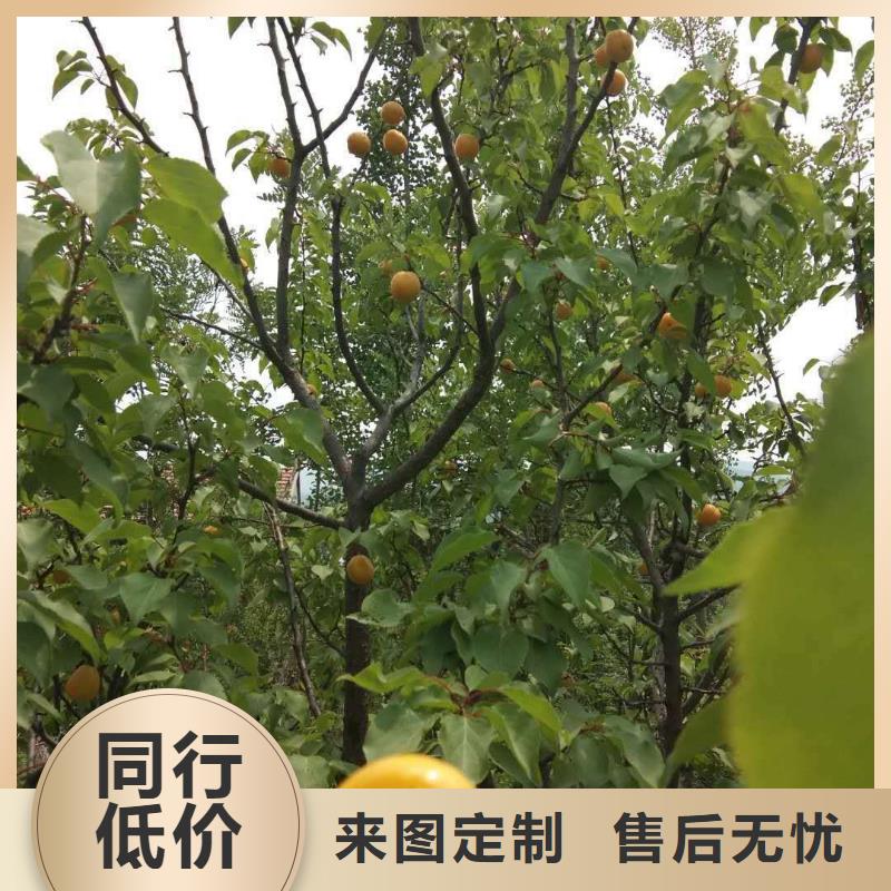 杏蘋果苗一對一為您服務(wù)