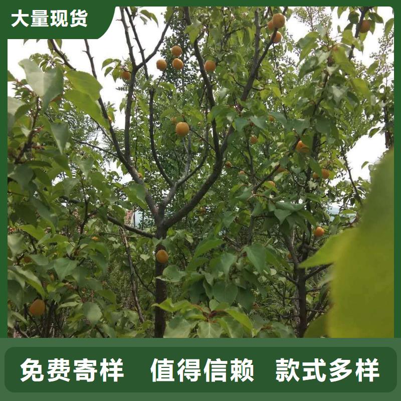 杏草莓苗工厂直供