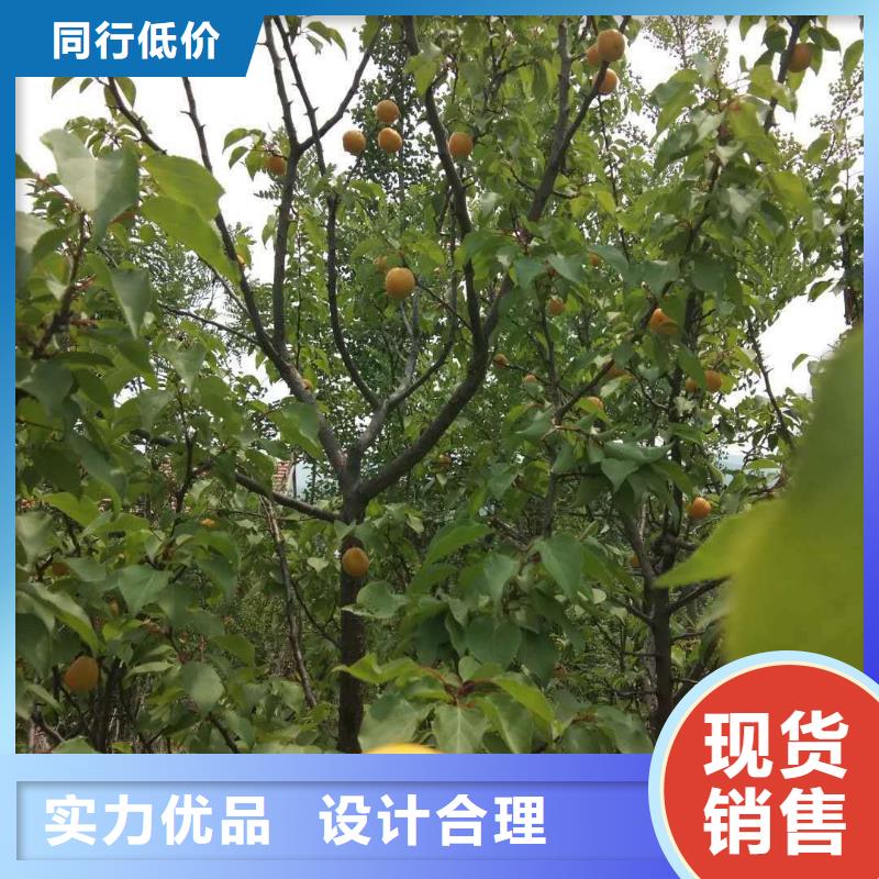 杏,北美冬青海量現(xiàn)貨