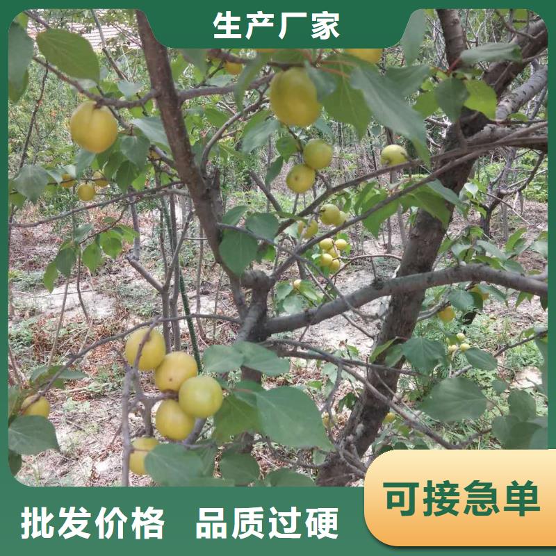 杏蘋果苗一對一為您服務(wù)