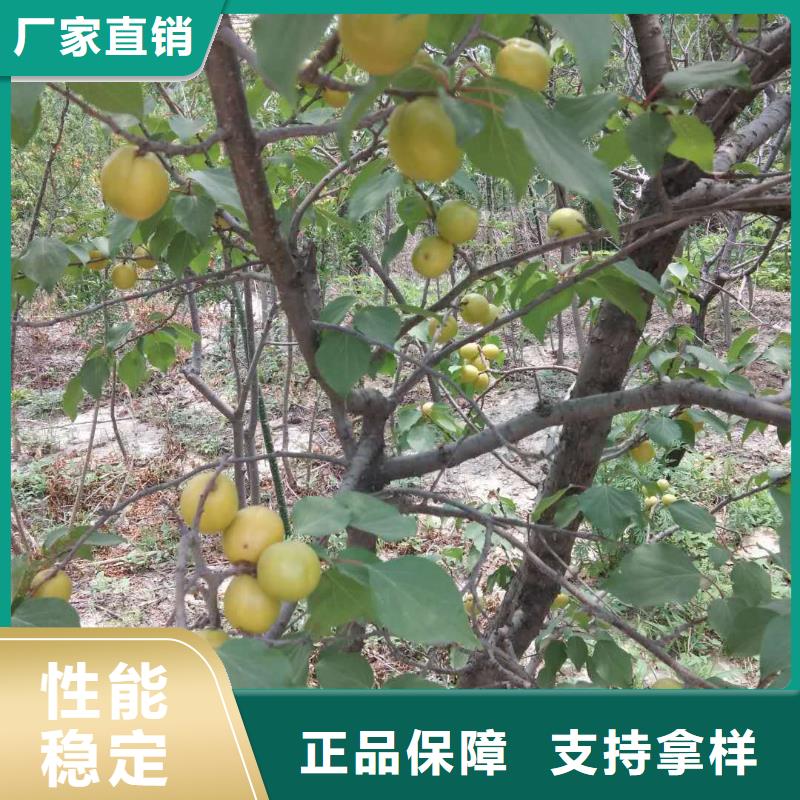 杏石榴樹出廠價