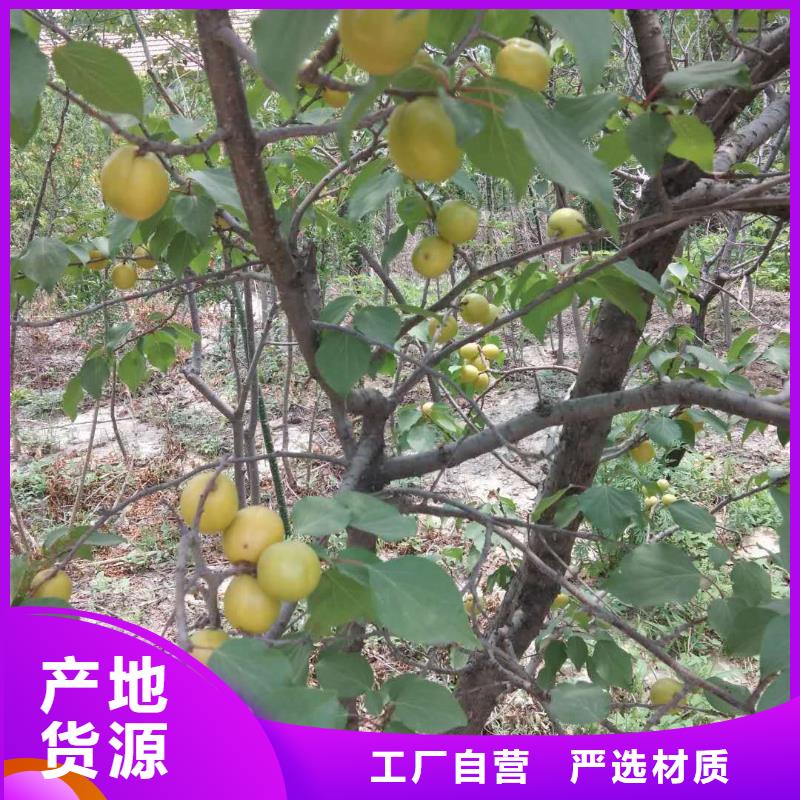 杏,北美冬青海量現(xiàn)貨