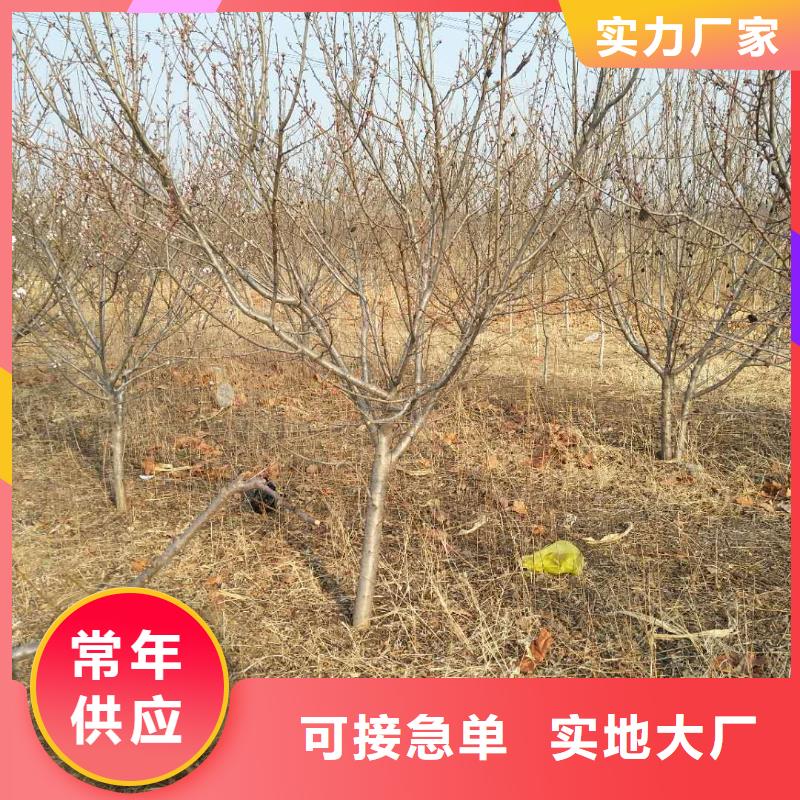 杏蘋果苗一對一為您服務(wù)