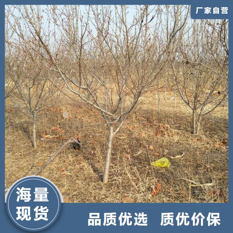 杏草莓苗工厂直供