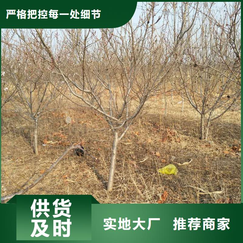 杏,北美冬青海量現(xiàn)貨