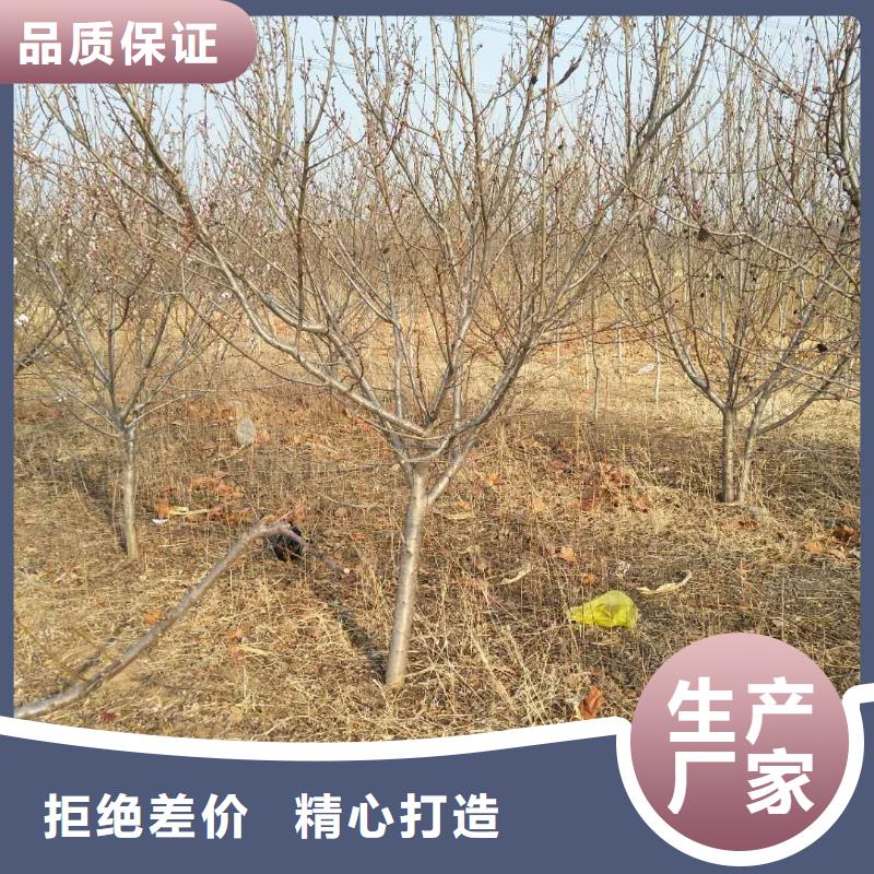 杏石榴樹出廠價