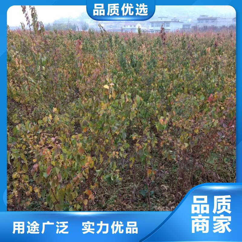 杏石榴樹出廠價