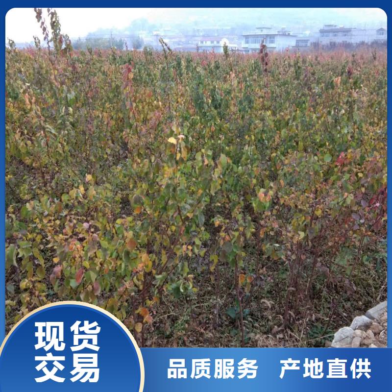 杏,北美冬青海量現(xiàn)貨
