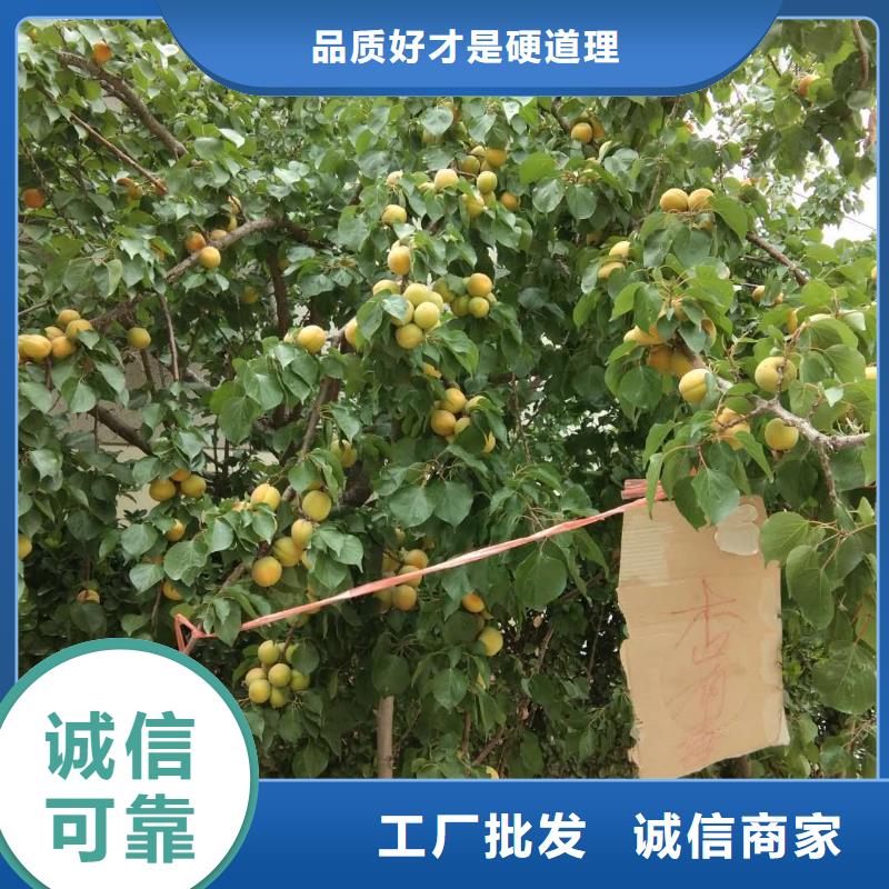 杏石榴樹出廠價