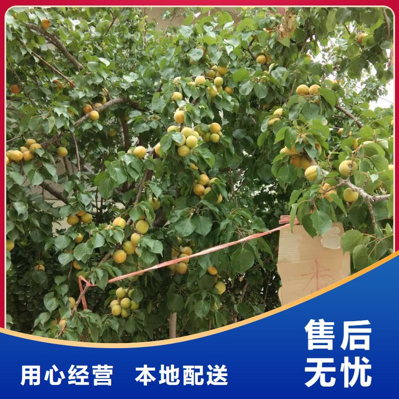 杏,北美冬青海量現(xiàn)貨