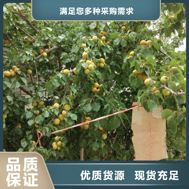 杏櫻桃苗精心選材