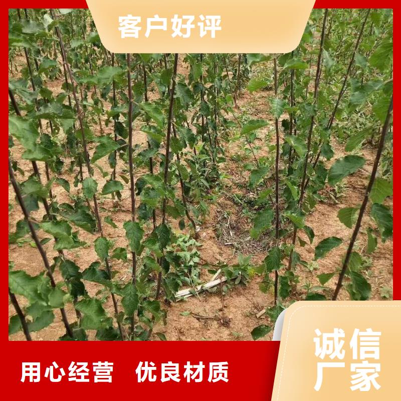 杏桃树苗主推产品