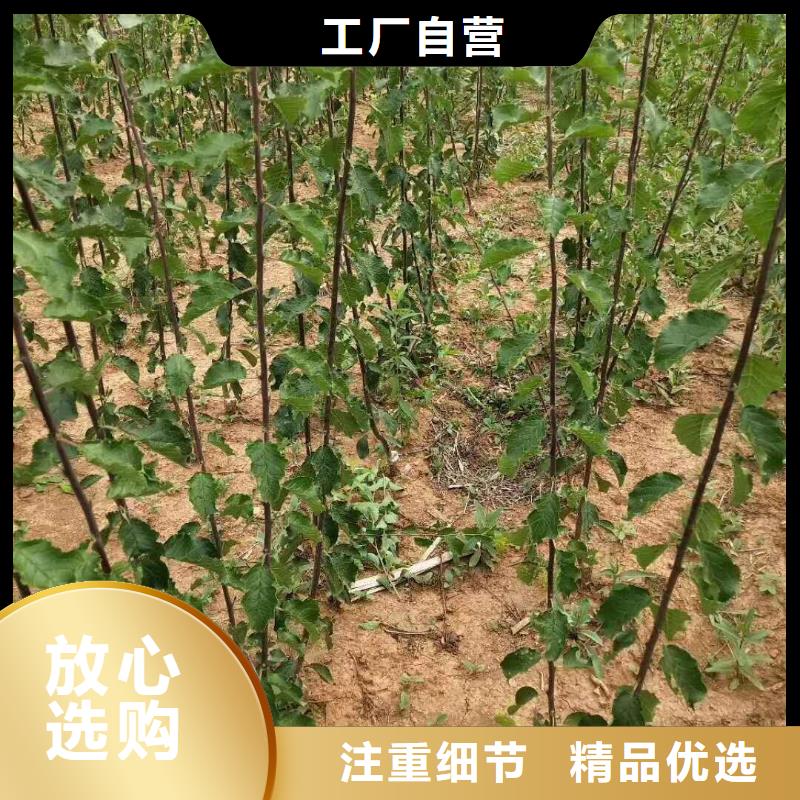 杏,北美冬青海量現(xiàn)貨
