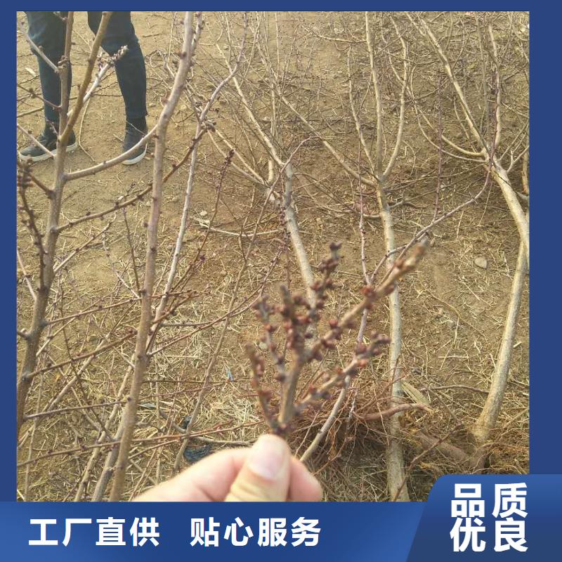 杏桃树苗主推产品