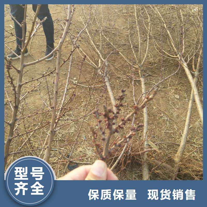 杏桃树苗主推产品
