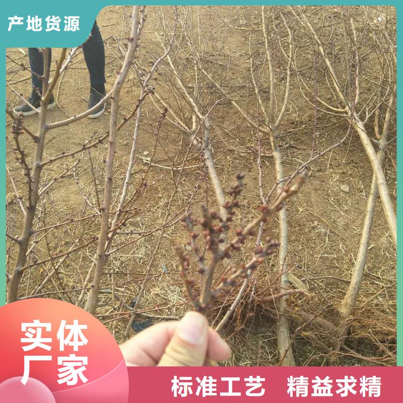 杏,北美冬青海量現(xiàn)貨