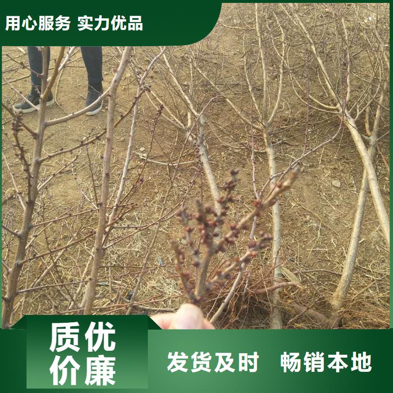 杏櫻桃苗精心選材