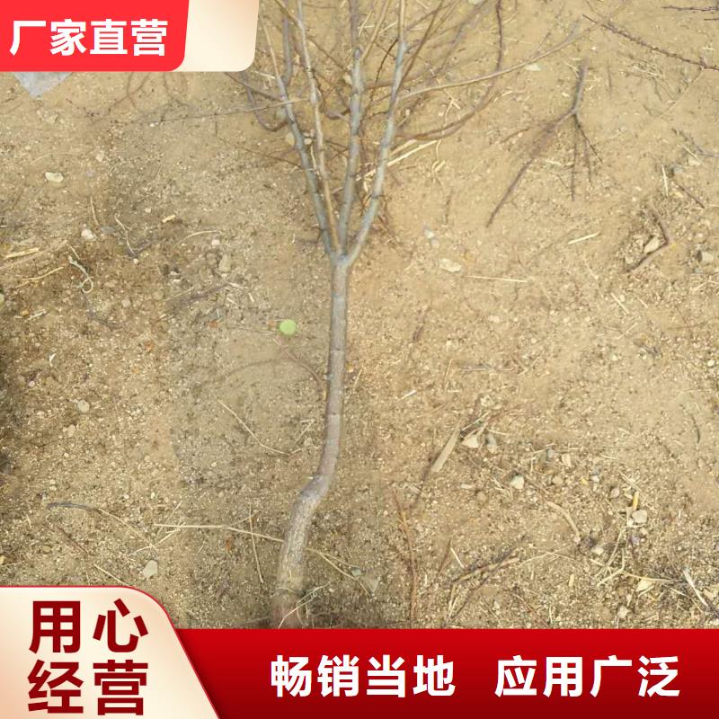 杏,北美冬青海量現(xiàn)貨