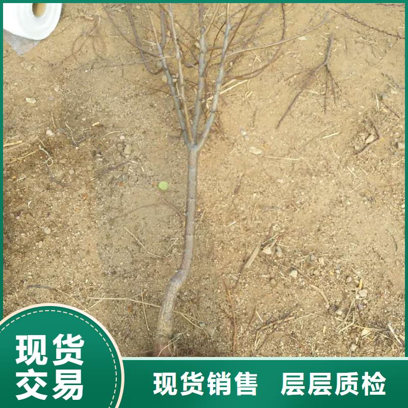 杏石榴樹出廠價