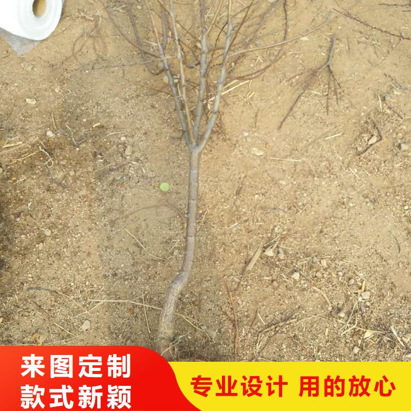 杏蘋果苗一對一為您服務(wù)