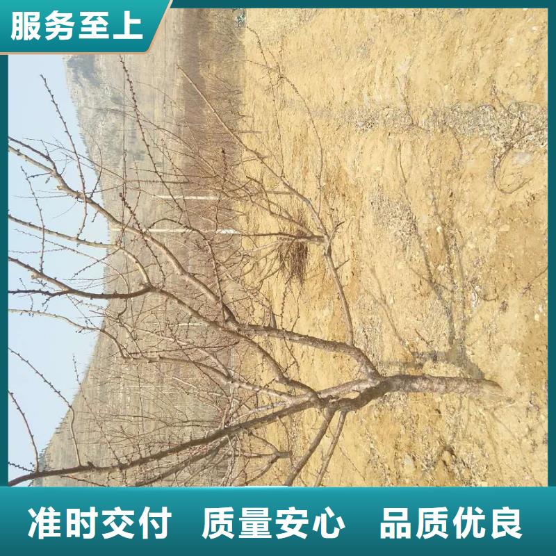 杏,北美冬青海量現(xiàn)貨