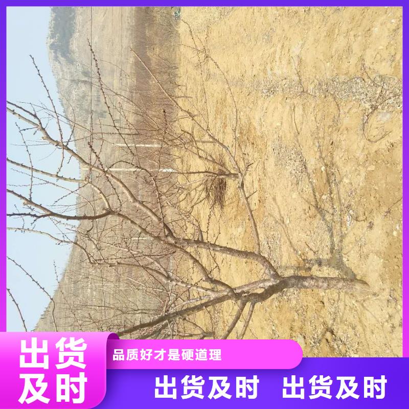 杏石榴樹出廠價