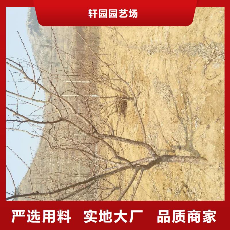 杏蘋果苗一對一為您服務(wù)
