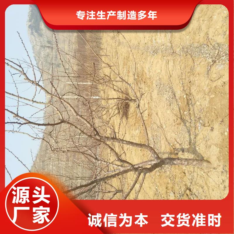 杏,北美冬青海量現(xiàn)貨