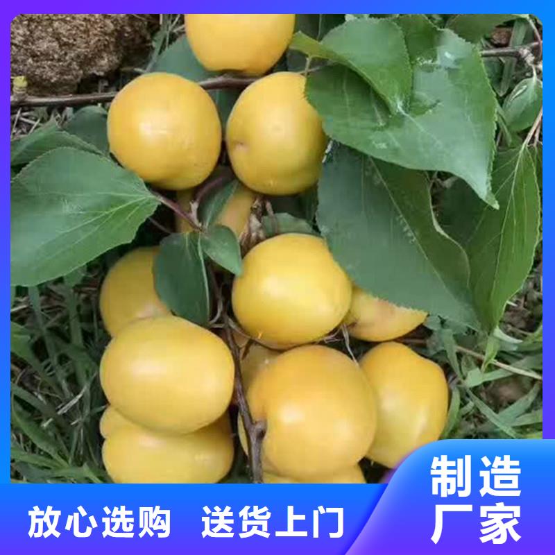 杏石榴樹出廠價