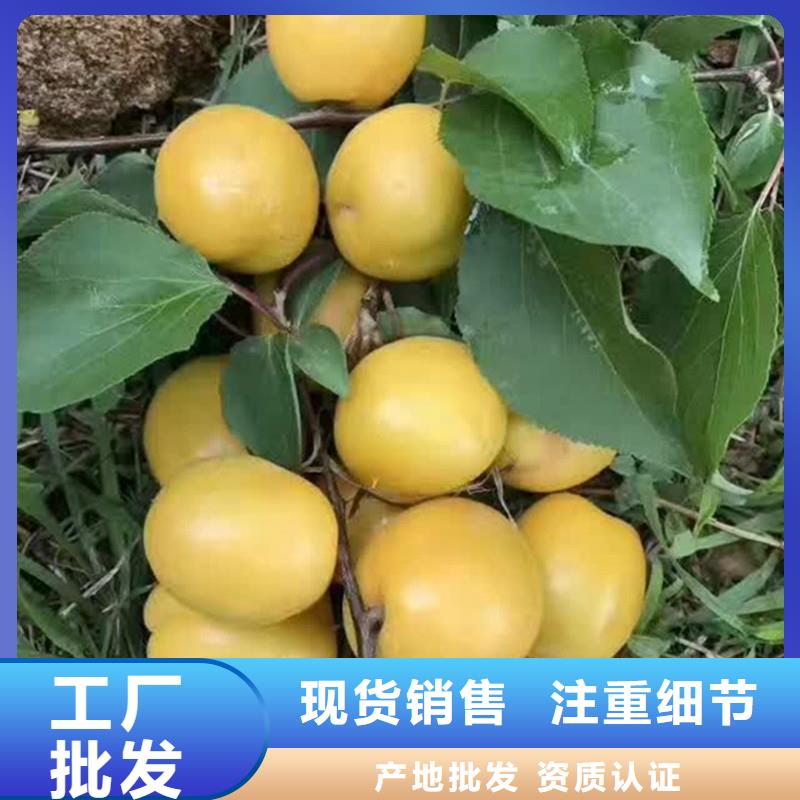 杏,北美冬青海量現(xiàn)貨