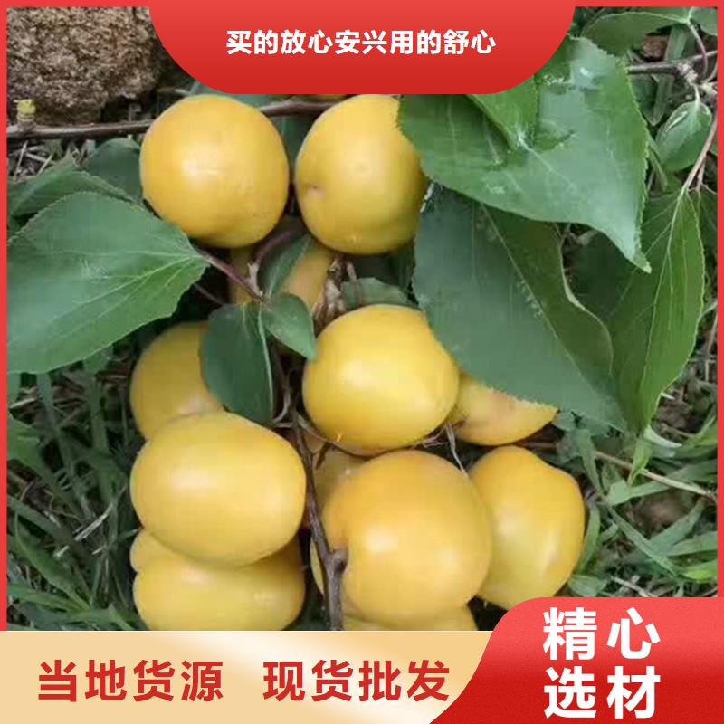 杏蘋果苗一對一為您服務(wù)