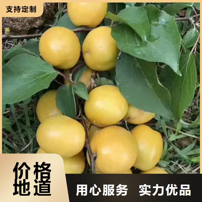 杏桃树苗支持加工定制