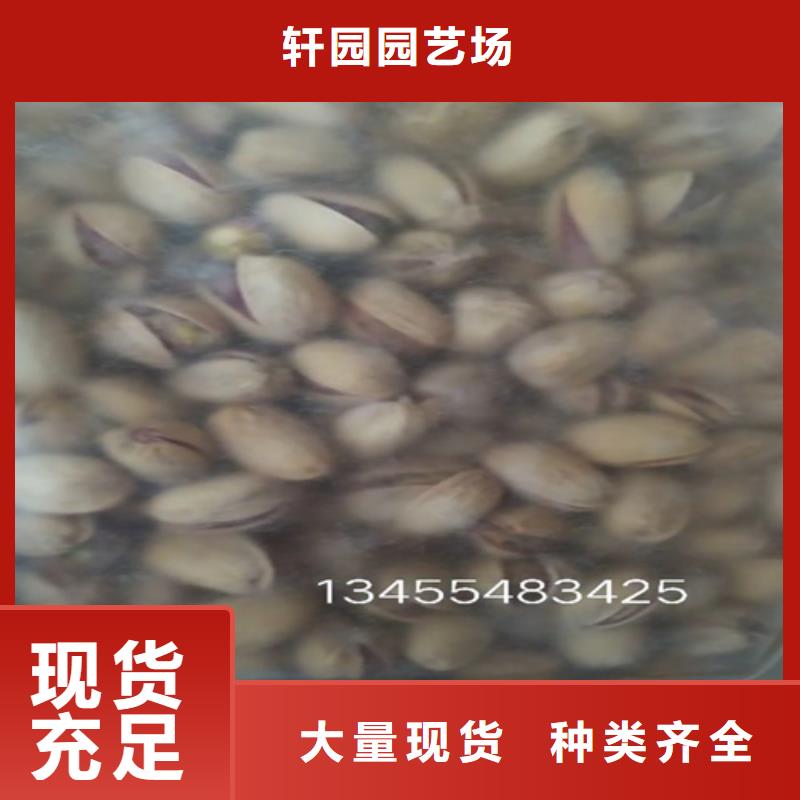 開心果樹苗批發(fā)