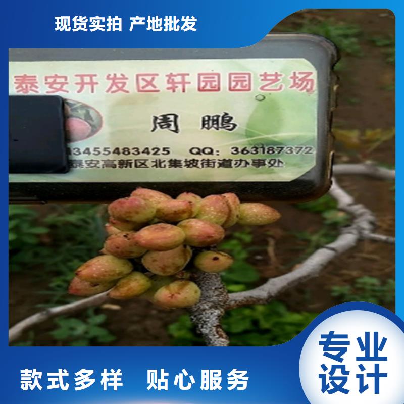開心果蘋果苗商家