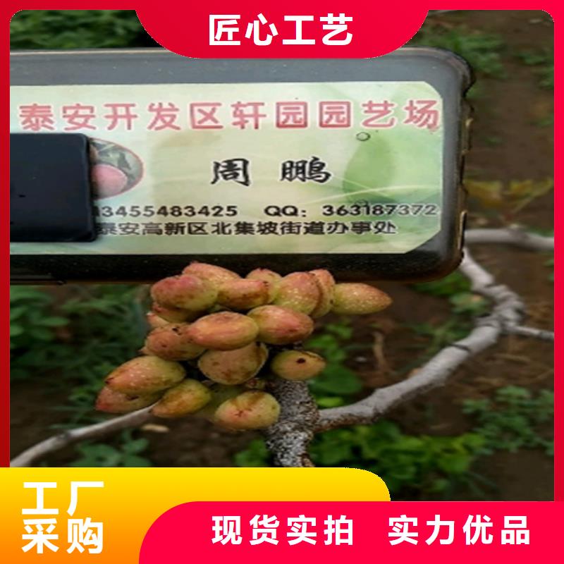 開心果蘋果苗商家