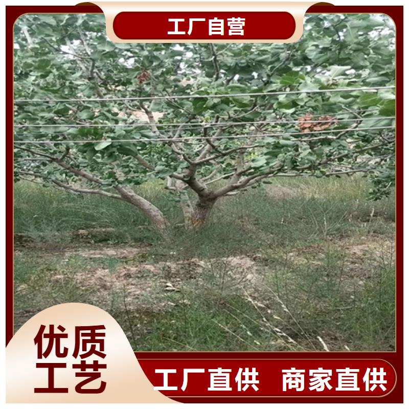開心果_櫻桃苗顏色尺寸款式定制