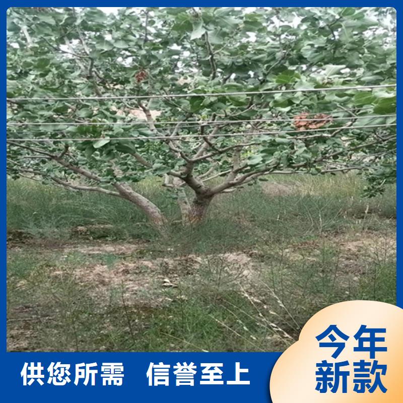 開心果批發(fā)