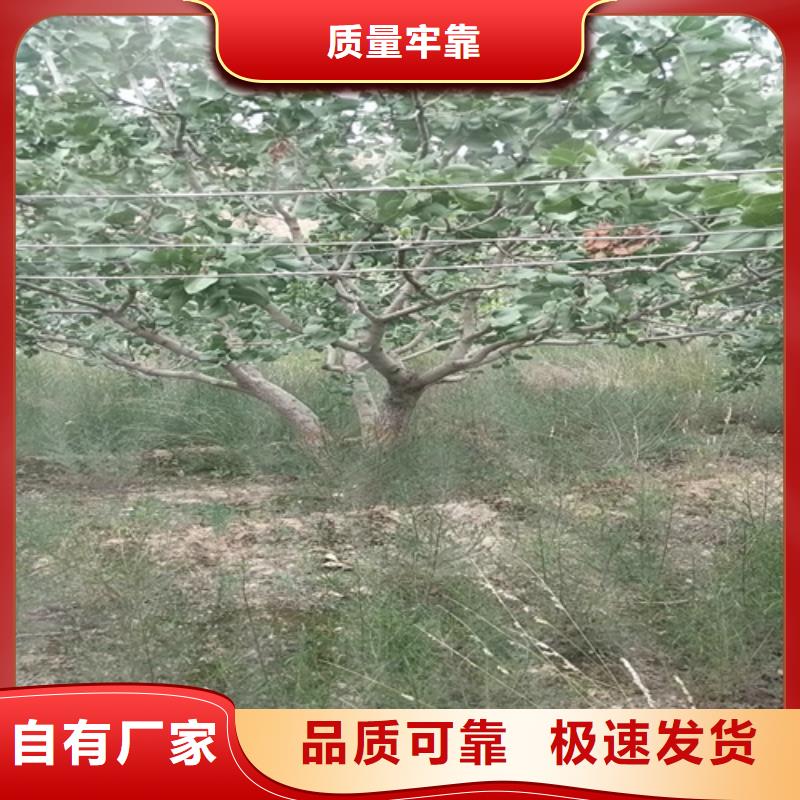 开心果李树苗甄选好厂家