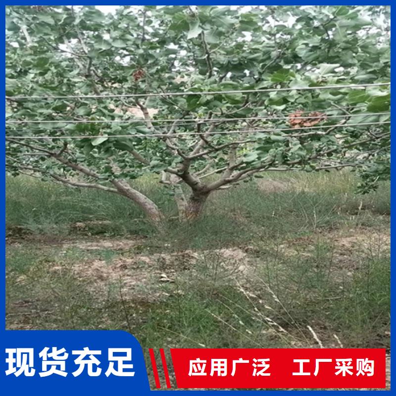 開心果蘋果苗商家