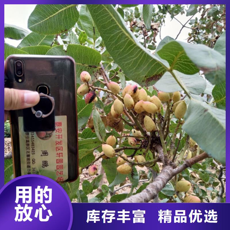 开心果樱桃苗质量安心