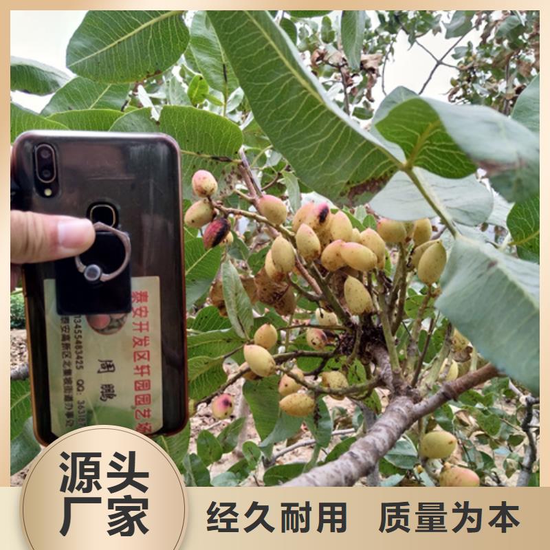 開心果_櫻桃苗顏色尺寸款式定制