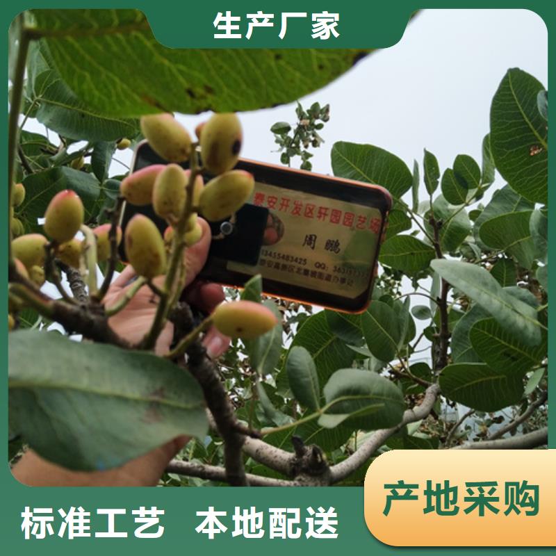 開心果蘋果苗商家