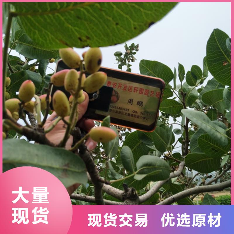 開心果,櫻桃苗采購