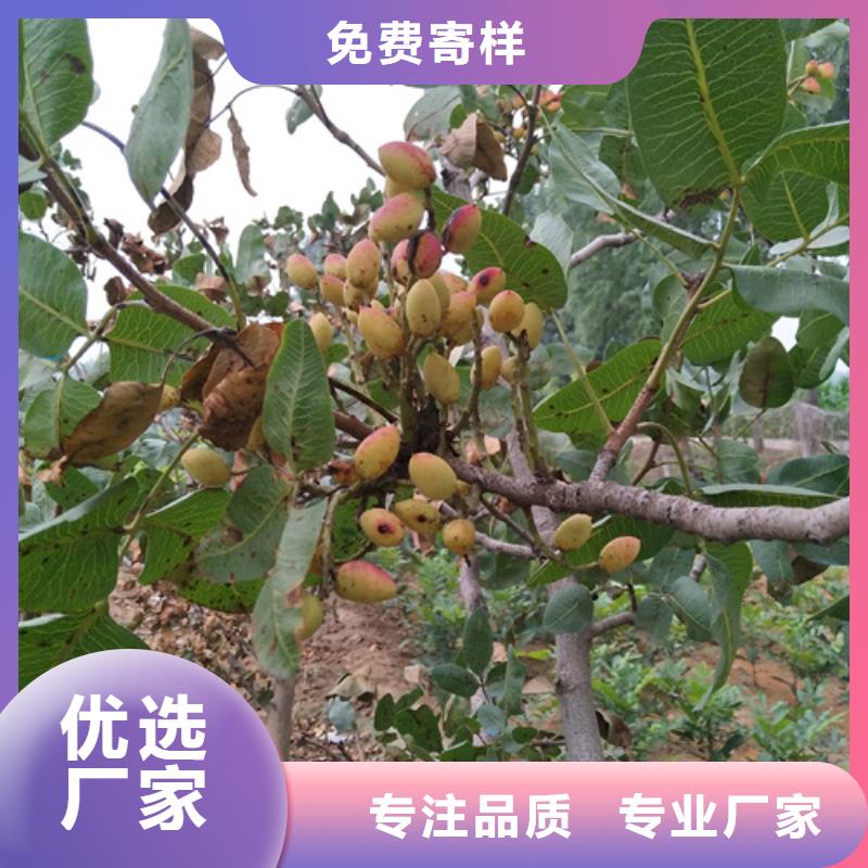 开心果樱桃苗质量安心