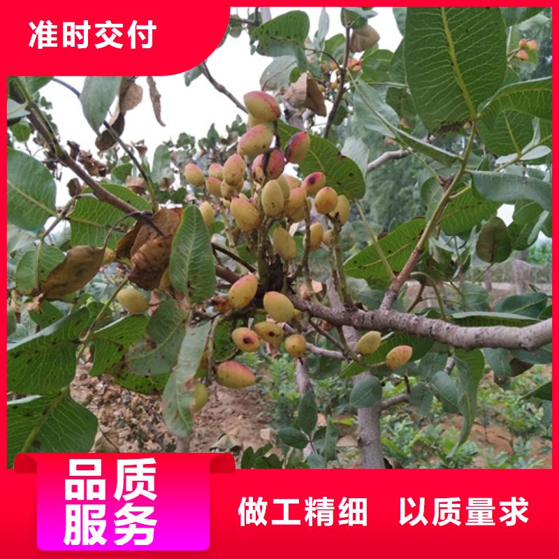 开心果樱桃苗质量安心